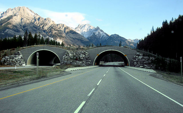 Trans Canada wildlife overpass